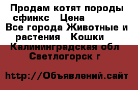 Продам котят породы сфинкс › Цена ­ 4 000 - Все города Животные и растения » Кошки   . Калининградская обл.,Светлогорск г.